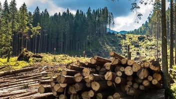 Как можно улучшить экологическую катастрофу в Карпатах и что для этого надо делать - Апострофу рассказал эколог Владимир Борейко